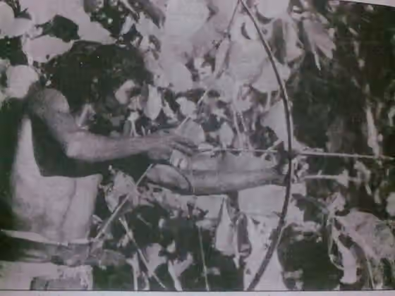 Chenchu people — Chenchu_tribal_hunting.jpg uploaded by me.This community is seen in "Nallamala Forests" Andhra Pradesh,India.