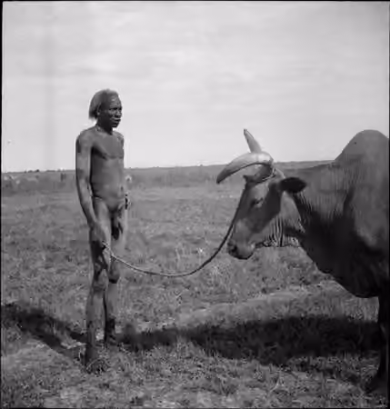 Nuer people — Nuer man and his oxen