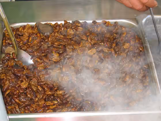Beondegi — I took this photo of silkworms for sale in Korea.