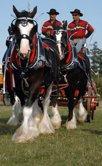 Saanich people — Unicorn hitch - three horses with one out in front...